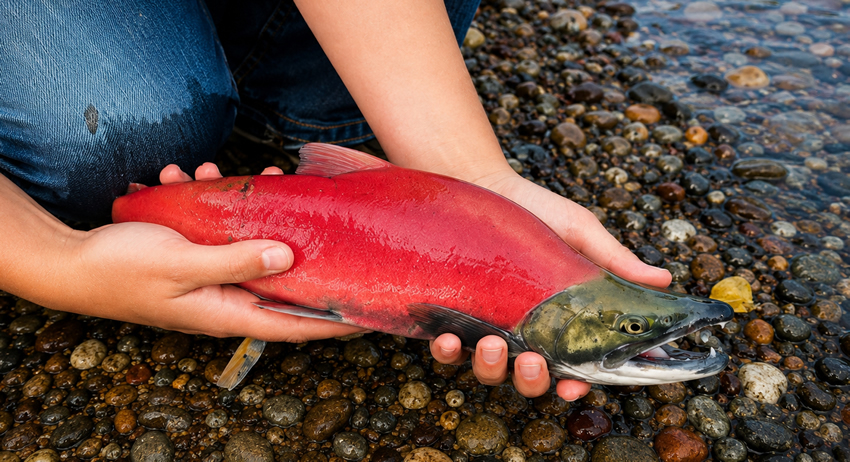 Northwest Montana in the Fall: Where the Fish – and the Memories –Run Deep